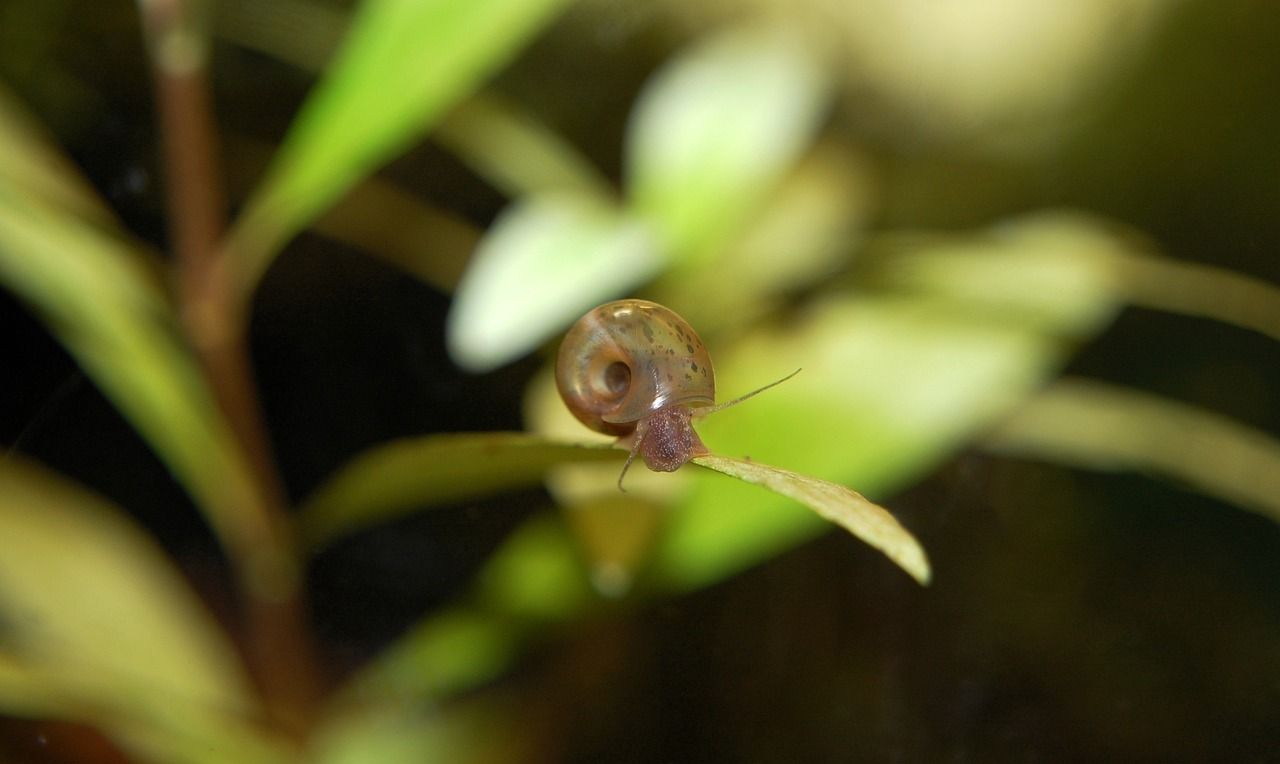 汕尾水族批發(fā)市場都在哪里（汕尾水族批發(fā)市場都在哪里進貨）