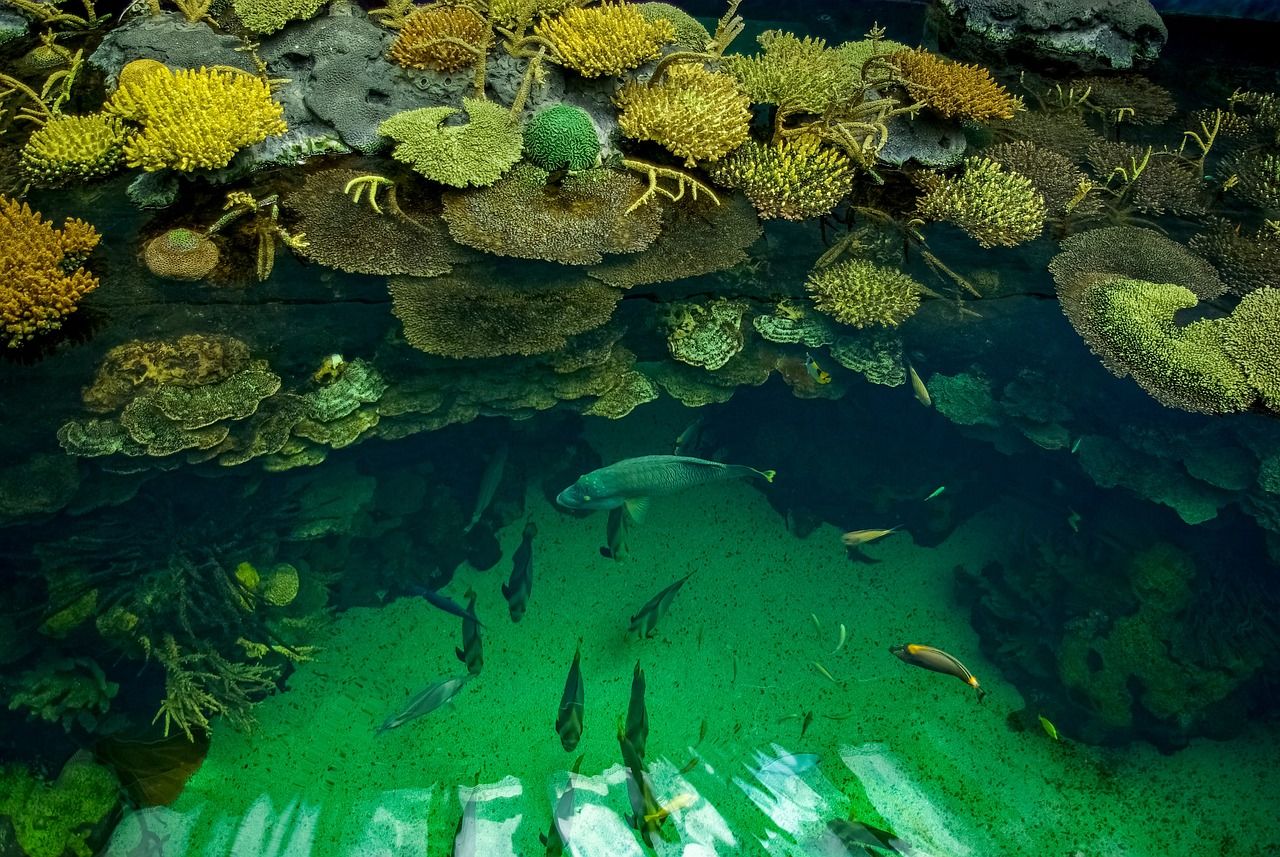 高碑店水族批發(fā)市場地址（高碑店魚缸批發(fā)市場地址） 狗仔招財貓魚