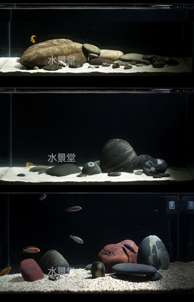 三湖慈鯛造景 觀賞魚論壇 第3張