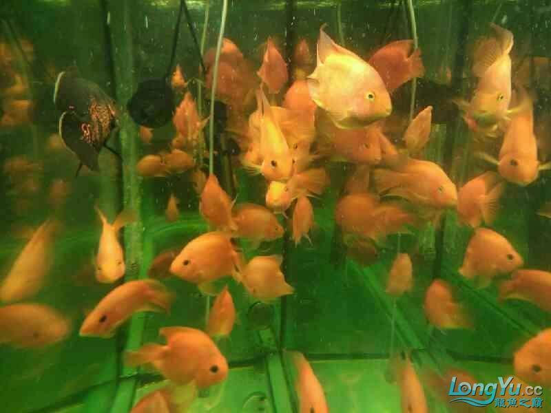 店里的魚(yú)兒 全國(guó)水族館企業(yè)名錄 第3張