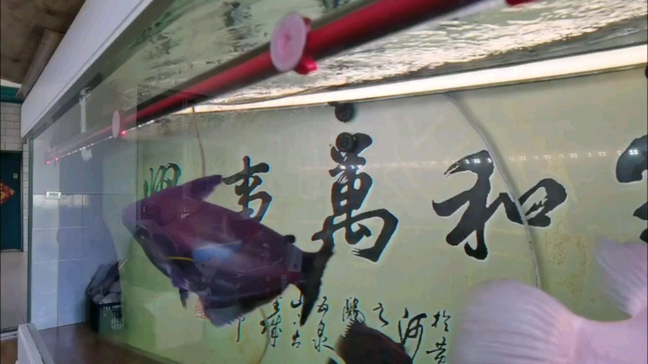 游姿很漂亮 觀賞魚(yú)論壇