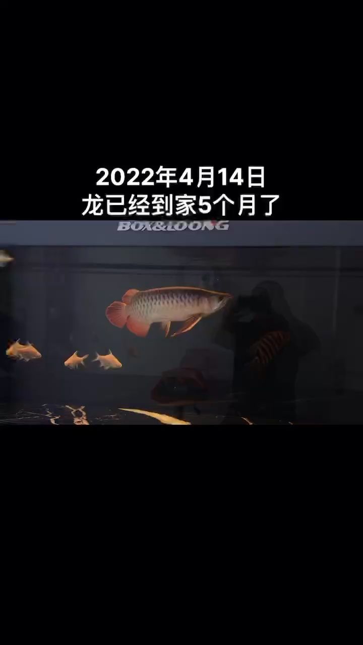 成長日記 觀賞魚論壇