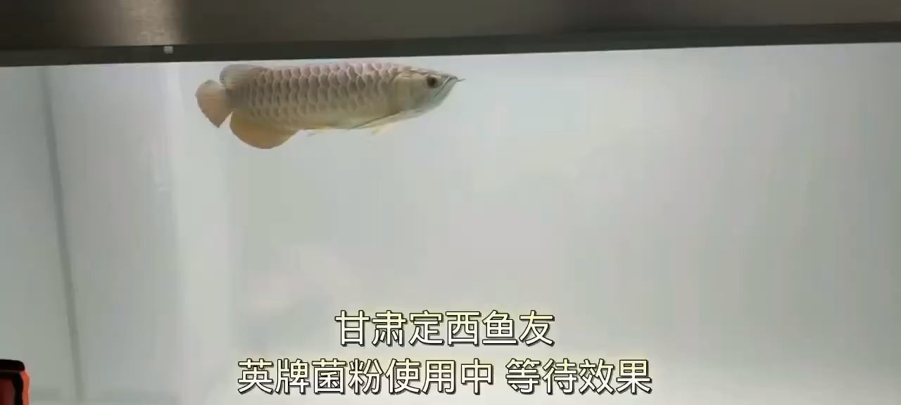 坐標(biāo)甘肅定西 觀賞魚(yú)論壇