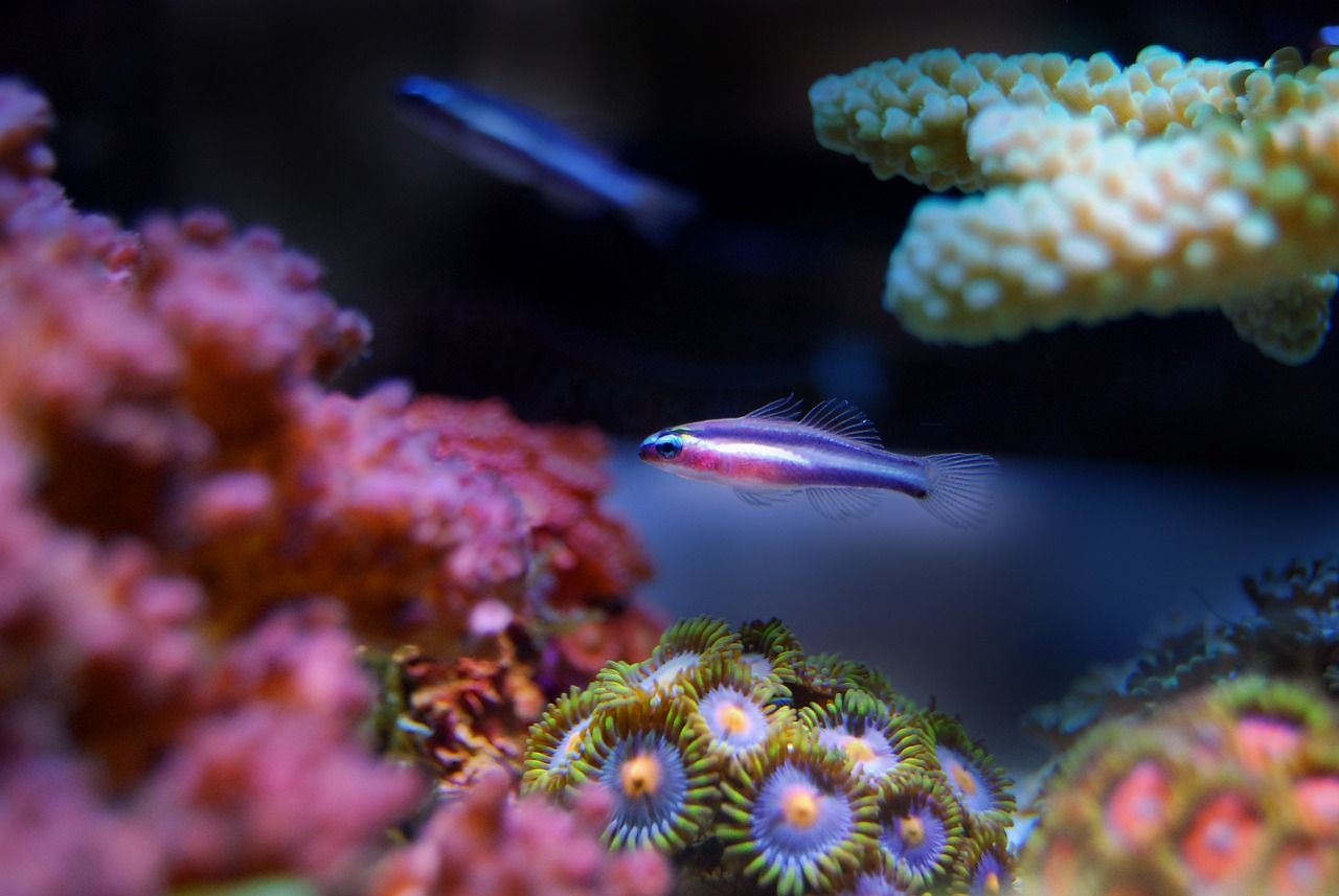 武漢水族批發(fā)市場在哪里有賣魚的地方 武漢最大的水族魚市場 一方水族