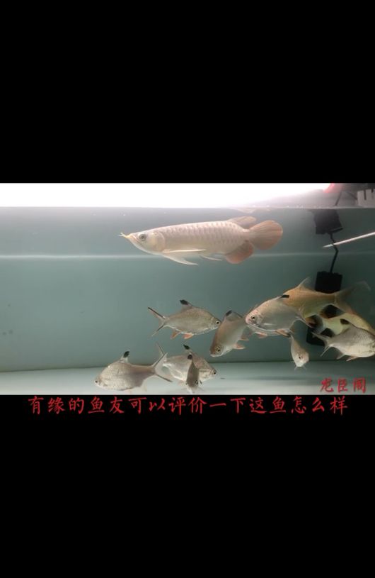 非常不錯的小紅龍 觀賞魚論壇