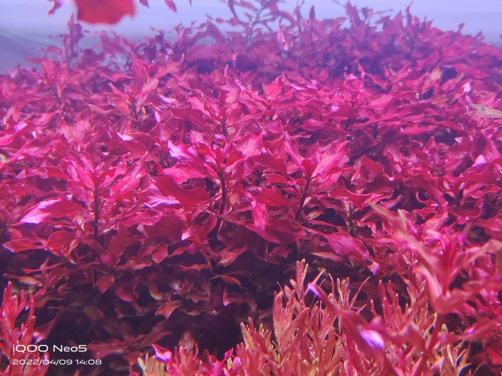 懸浮景荷蘭景 觀賞魚(yú)論壇 第5張