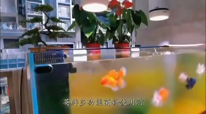 請忽略綠藻 觀賞魚論壇