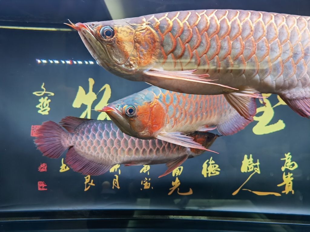 請教停電魚缸溢水的原因 觀賞魚論壇