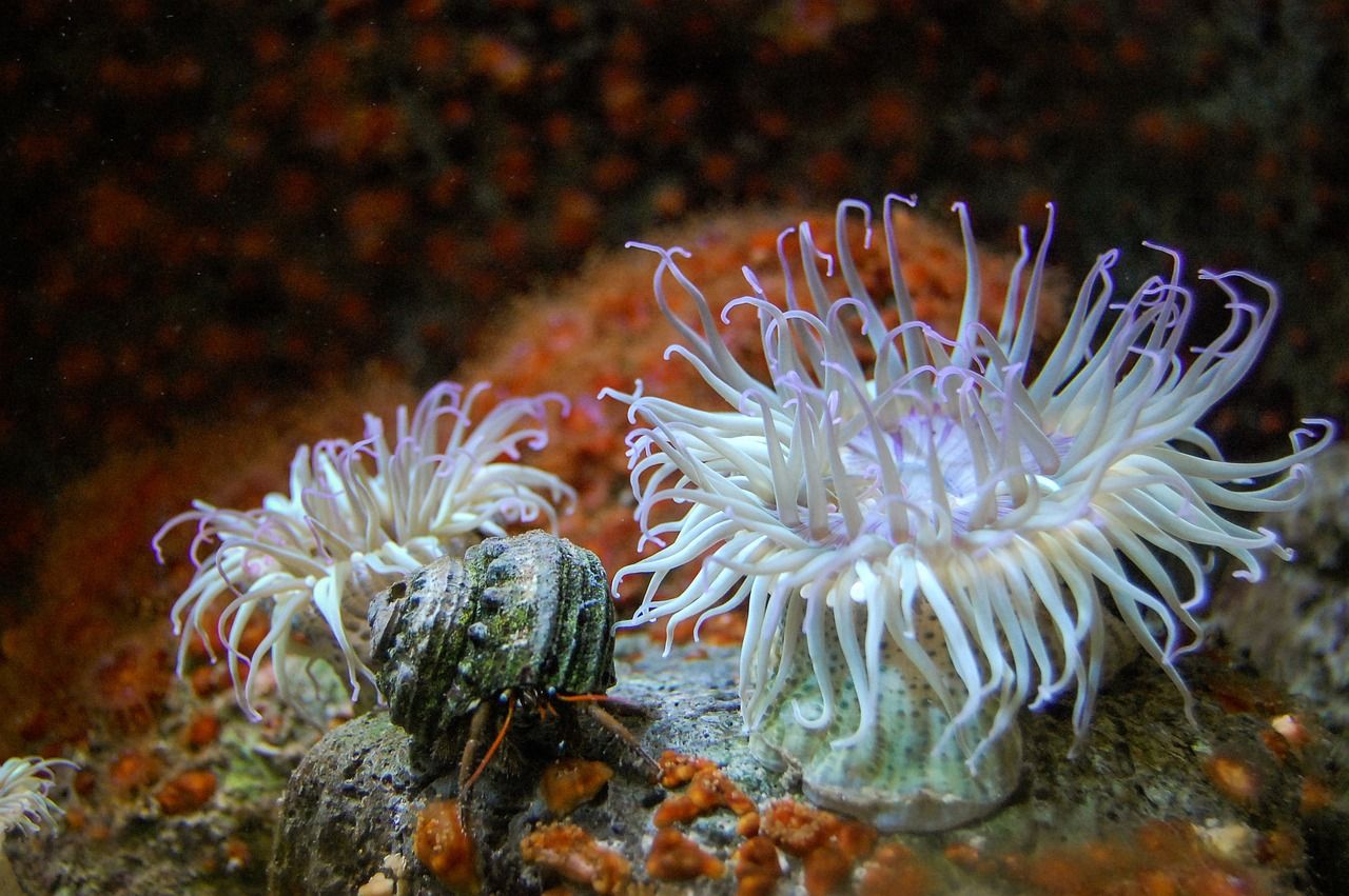 大連哪里賣魚缸專用蓄電池好（大連蓄電池批發(fā)零售） 白化火箭