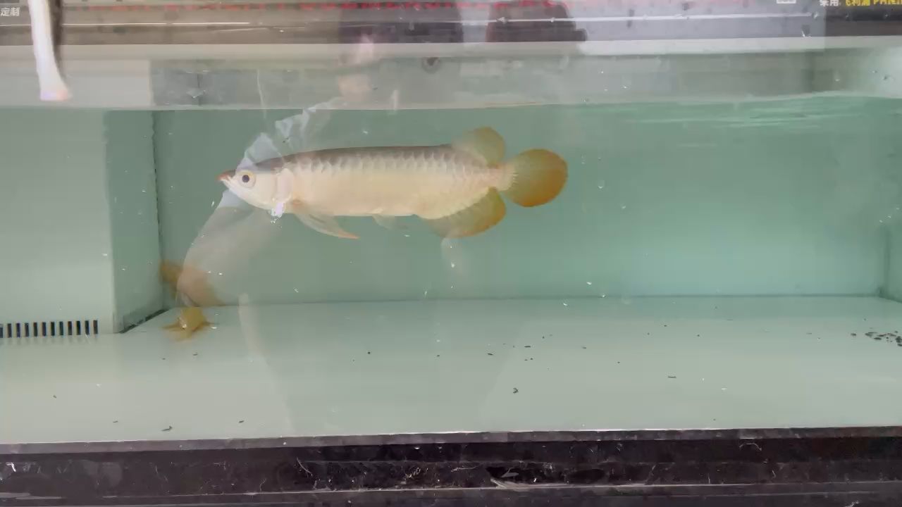 幫魚友選了條小魚 觀賞魚論壇