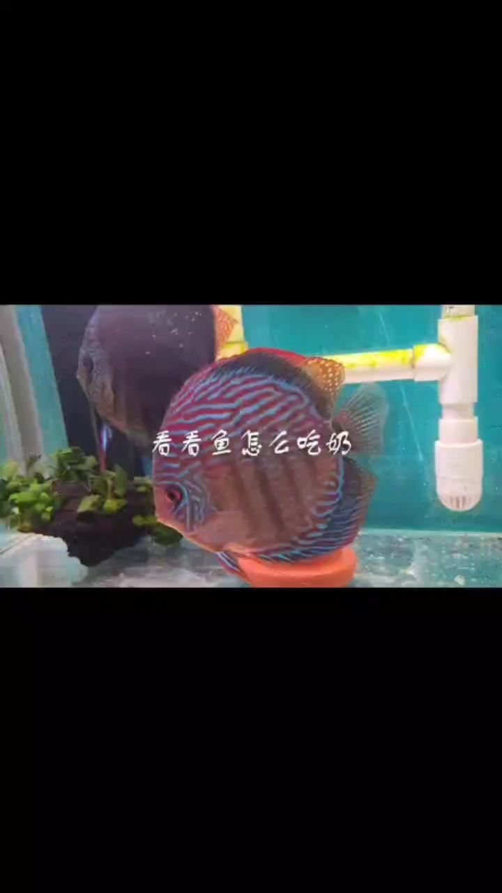 吃奶的魚 觀賞魚論壇