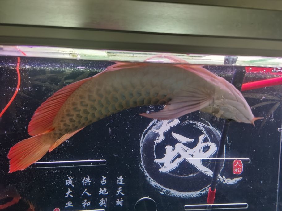 結(jié)束了，正式告別龍魚圈。 觀賞魚論壇 第5張