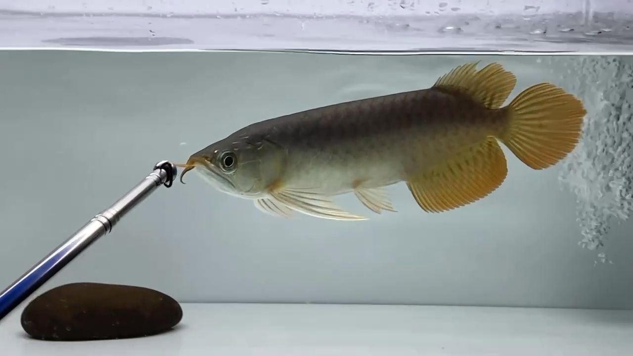 全品半福龍個(gè)體25cm 觀賞魚論壇