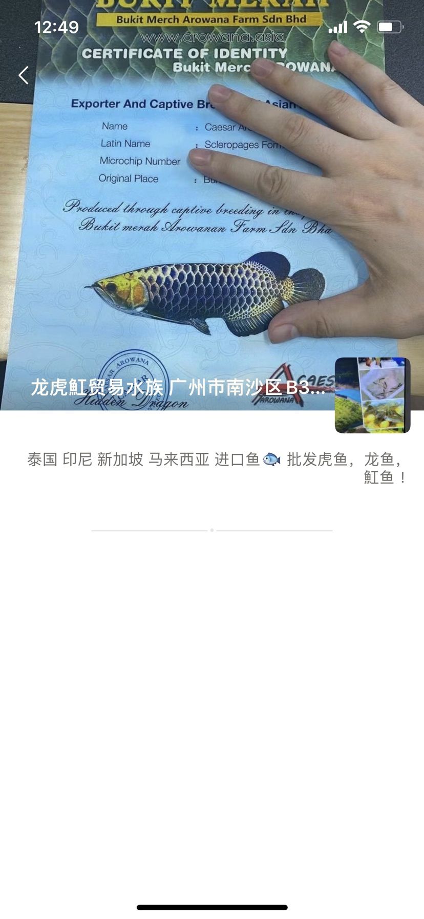 曝光一奸商，買印尼紅龍發(fā)過來是號半 觀賞魚論壇 第2張