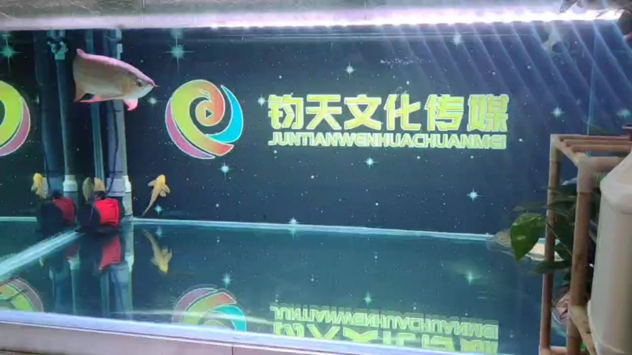 2米×1.4米魚缸飼養(yǎng)紅龍 觀賞魚論壇 第1張