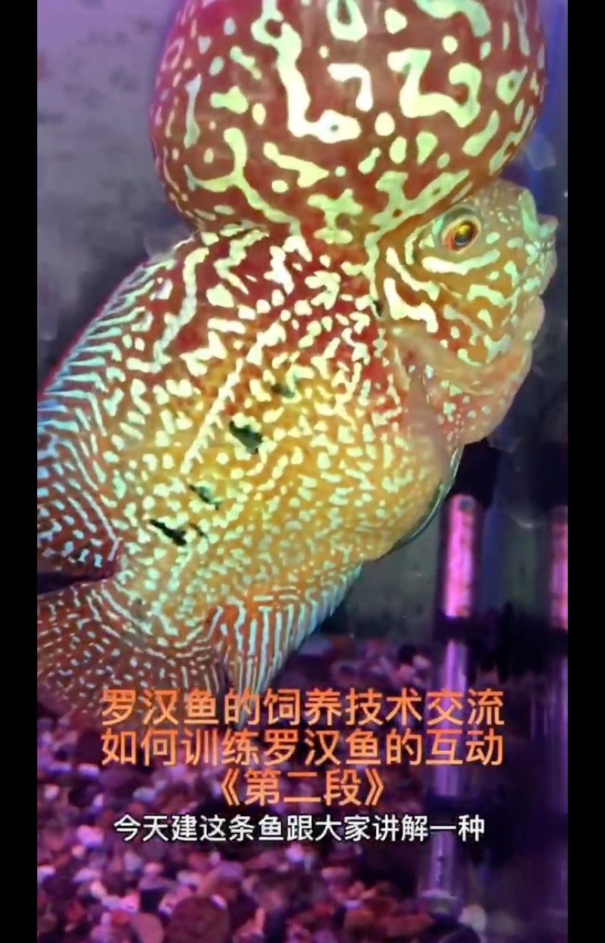 羅漢魚飼養(yǎng)技術交流！互動訓練第二集 觀賞魚論壇