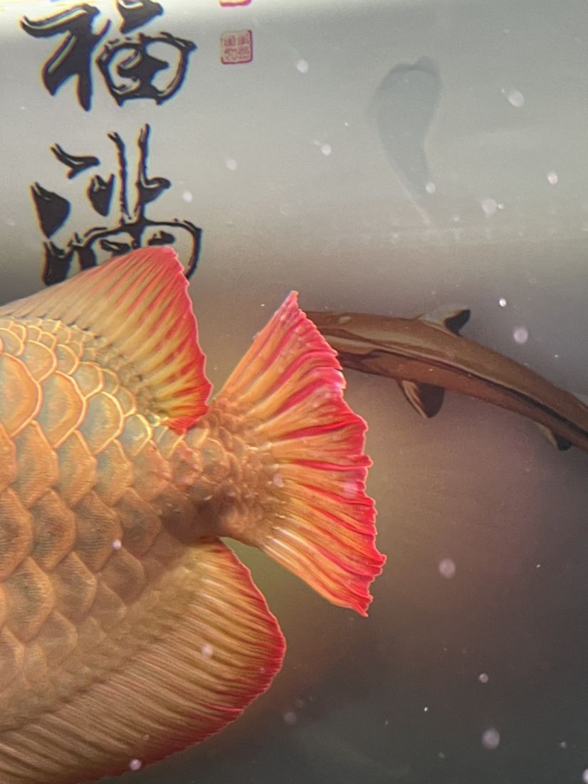 紅龍魚(yú)尾巴長(zhǎng)蟲(chóng)子 觀賞魚(yú)論壇 第1張