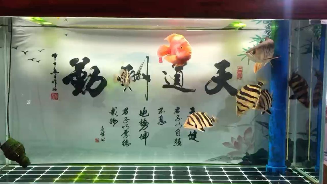 龍虎好像有內(nèi)寄 觀賞魚論壇