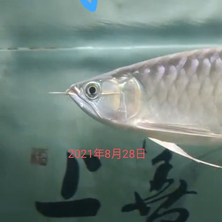 養(yǎng)六角恐龍魚怎么養(yǎng)活（養(yǎng)六角恐龍魚怎么養(yǎng)活得快） 蝴蝶鯉魚苗 第7張