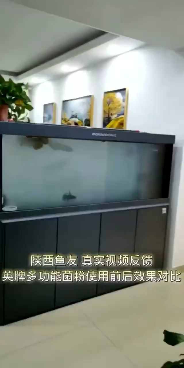 眼見為實(shí) 效果期待你的見證 觀賞魚論壇