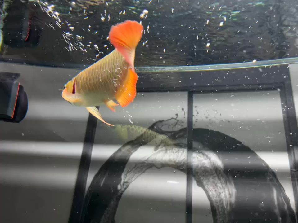 42CM11.5個(gè)? 觀賞魚論壇