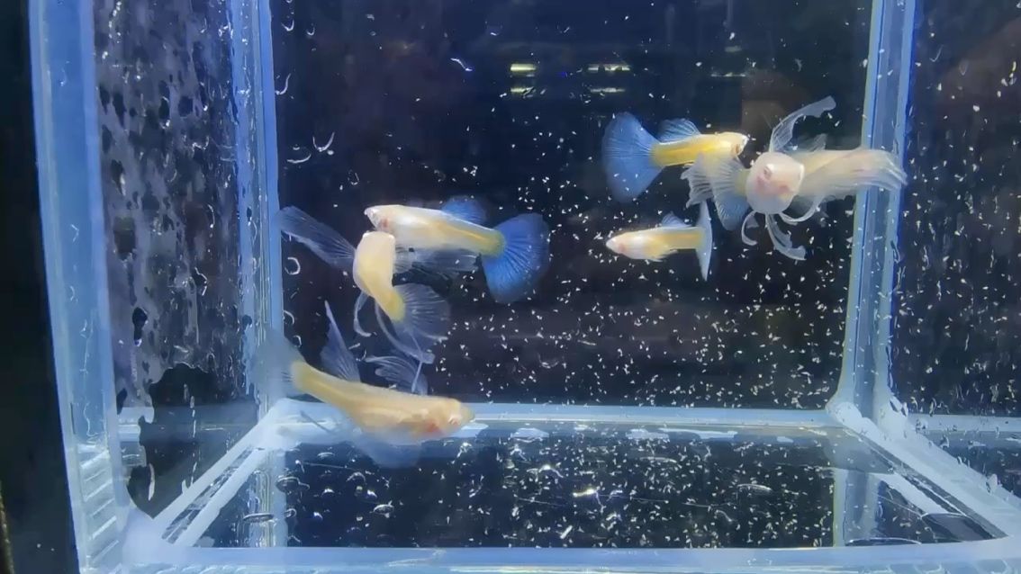 藍白粗C孔雀魚 觀賞魚論壇