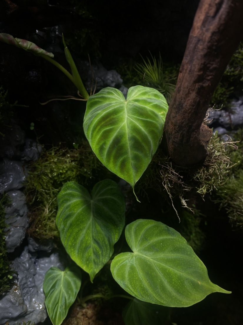 雷龍魚眼睛上有一個白點（雷龍魚眼睛上有一個白點怎么回事） 黑白雙星魚 第33張