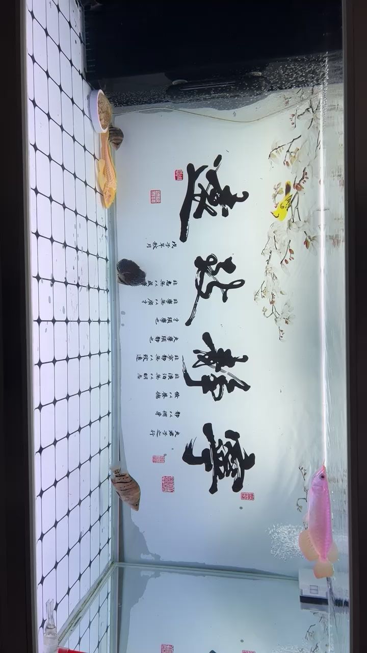 新寵入缸，記錄下 觀賞魚論壇