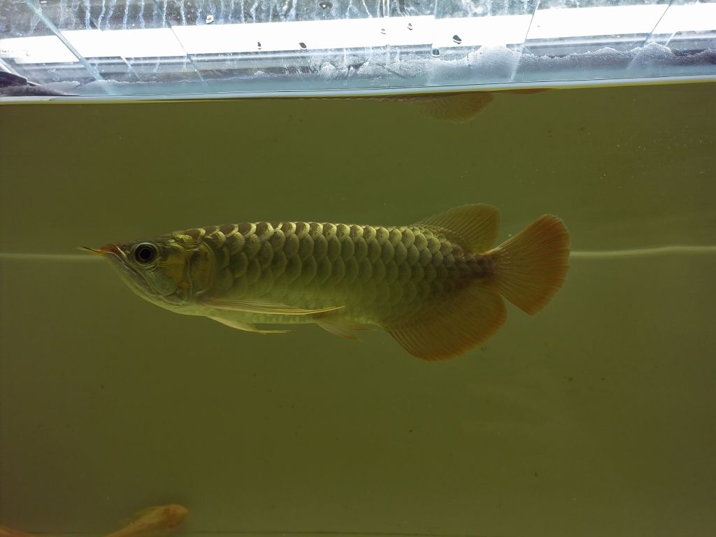 4.28日更新 觀賞魚(yú)論壇 第1張