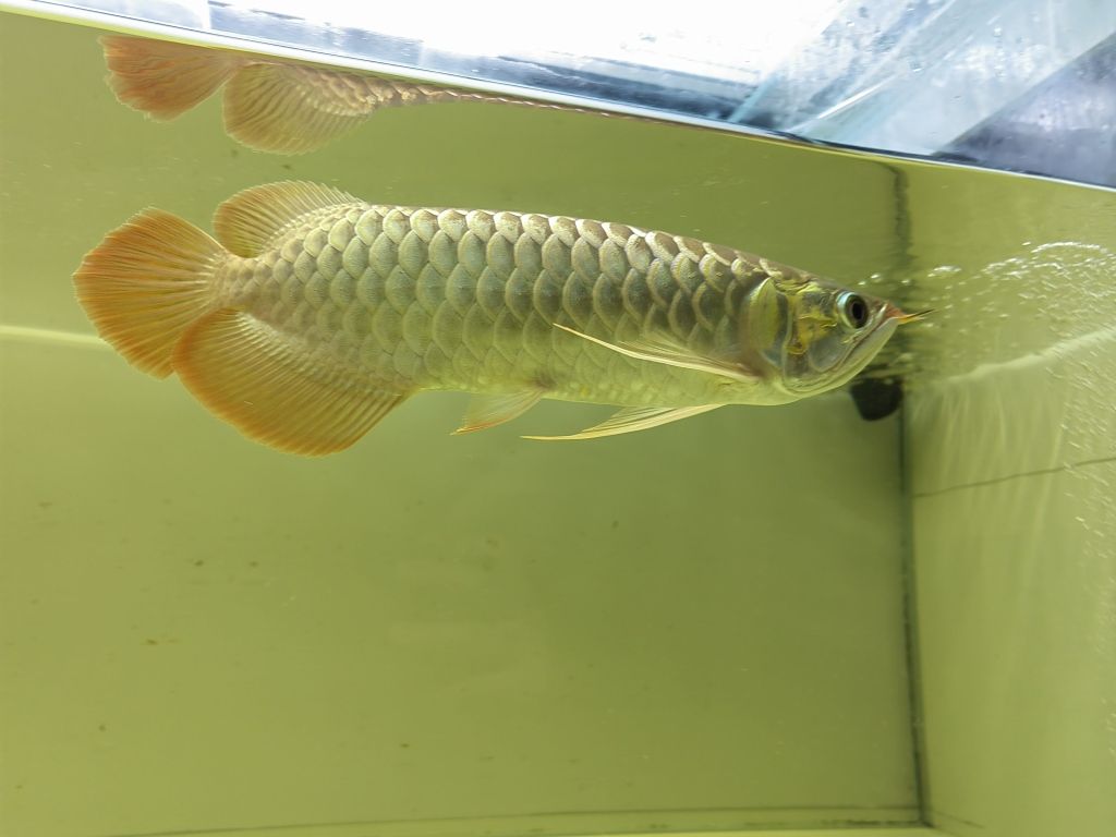 4.28日更新 觀賞魚(yú)論壇 第3張