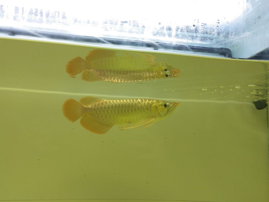 4.28日更新 觀賞魚(yú)論壇 第6張