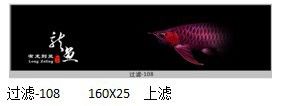 好養(yǎng)的雷龍魚(好養(yǎng)的雷龍魚有哪些) 龍魚百科