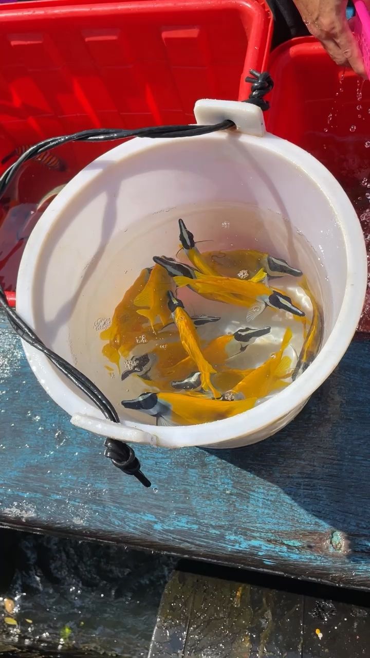 5月1號開始休漁，最后一批觀賞魚 觀賞魚論壇