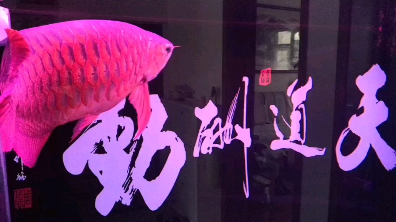 祝魚友們勞動節(jié)快樂！ 觀賞魚論壇 第1張