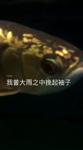 調(diào)整調(diào)整 觀賞魚論壇