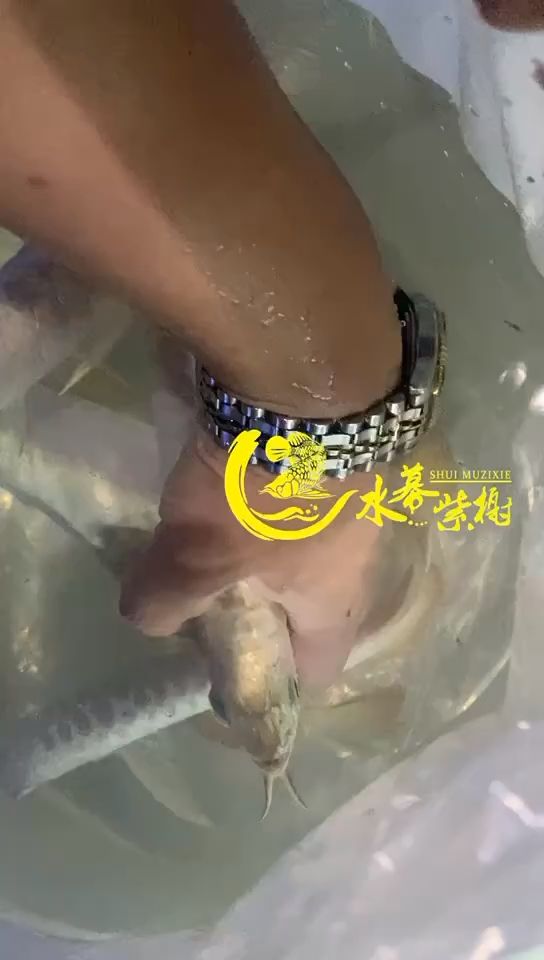 魚缸養(yǎng)烏魚要打氧嗎視頻教程(魚缸養(yǎng)烏魚要打氧嗎視頻教程全集)