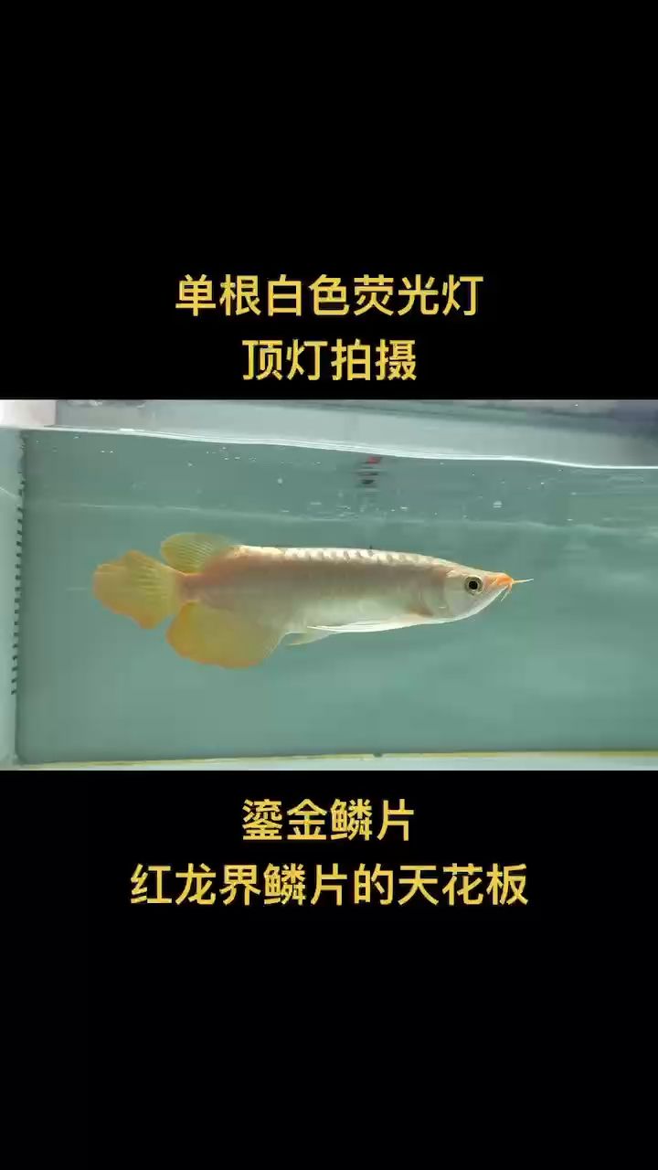 今日份推薦之～天然翹頭源系列鎏金鱗片?? 觀賞魚論壇