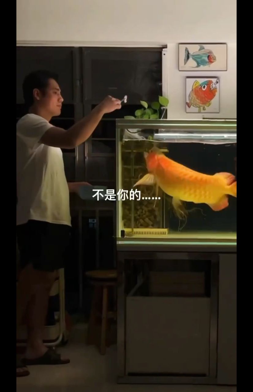 嘿……這不是你的！龍魚喂食是一門學問！ 觀賞魚論壇