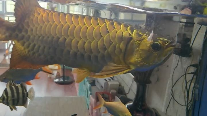 6年45天 觀賞魚(yú)論壇 第1張