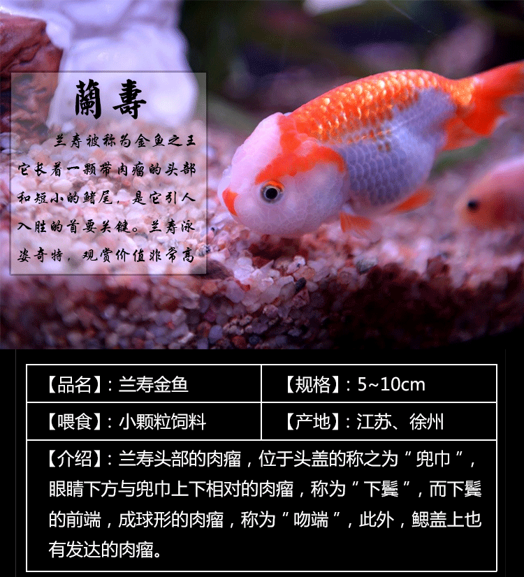 連云港觀賞魚批發(fā)價格表最新(連云港觀賞魚批發(fā)價格表最新圖片) 孵化器 第1張