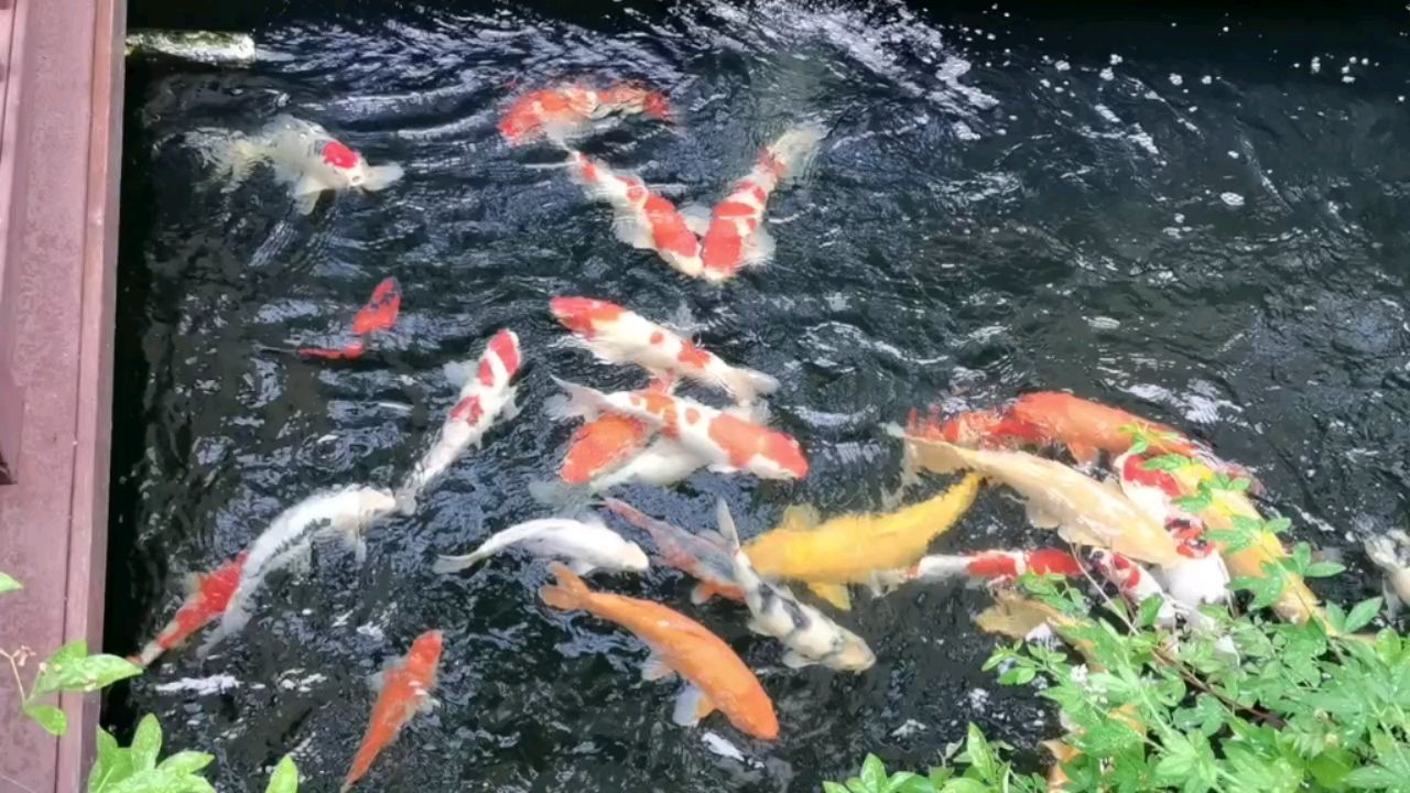 氣溫上來，這魚就活躍 觀賞魚論壇