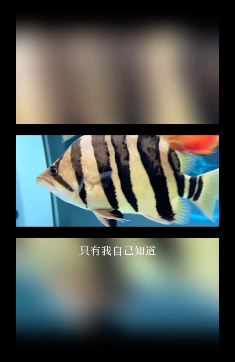 家有一虎 觀賞魚論壇