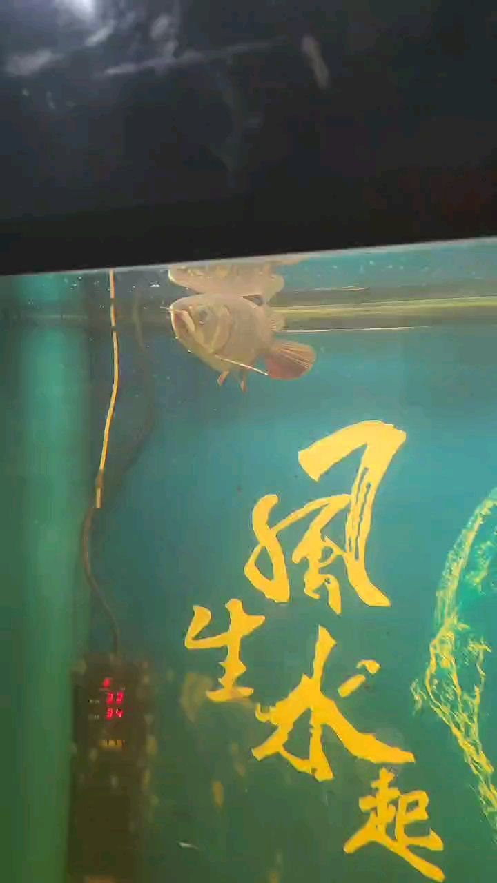 蒙眼治療中，魚(yú)商蒙眼打折買(mǎi)回來(lái)的！ 觀賞魚(yú)論壇