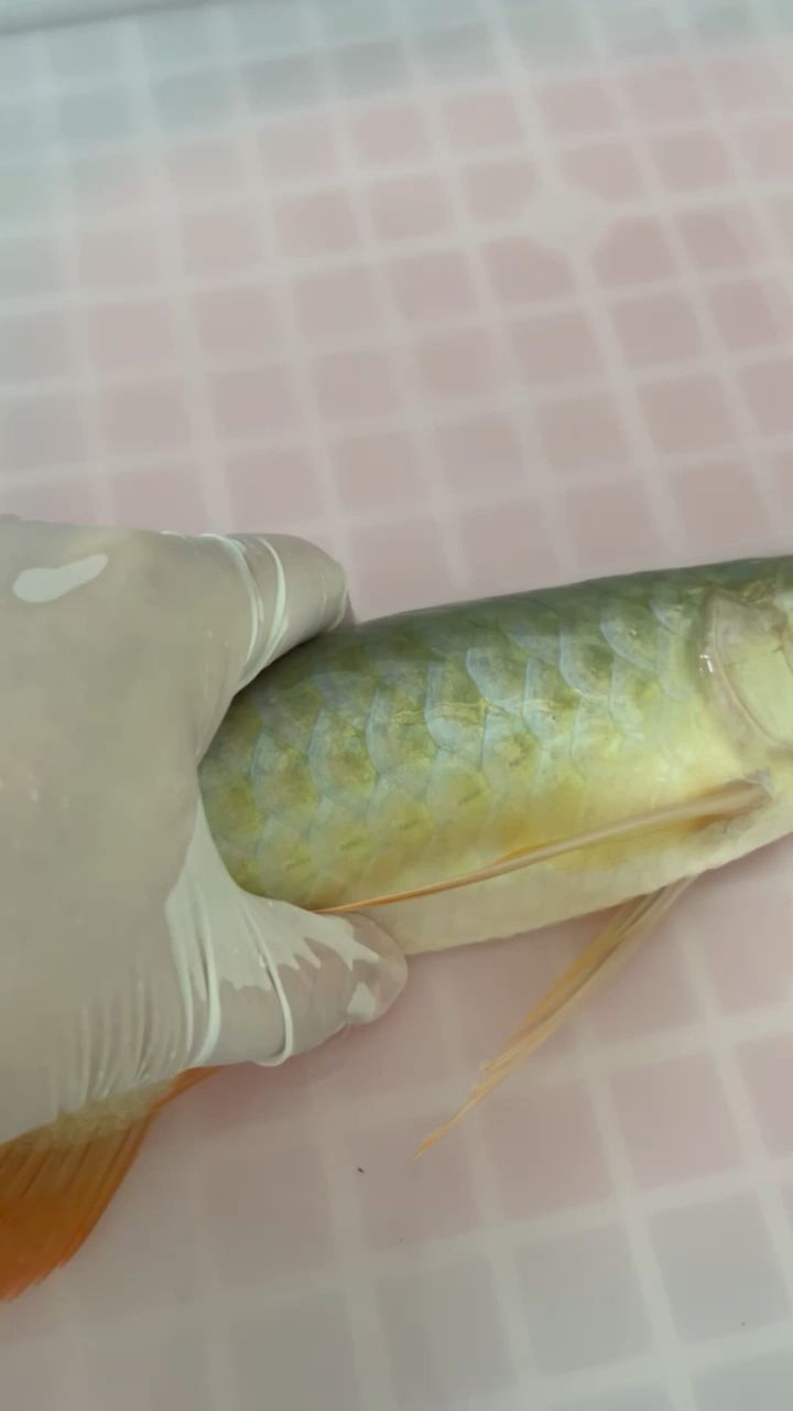 手術(shù) 觀賞魚論壇