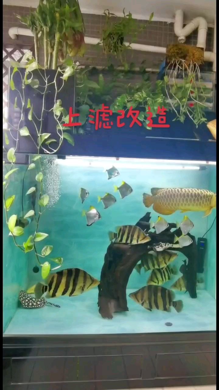 地缸上濾改造！ 觀賞魚論壇