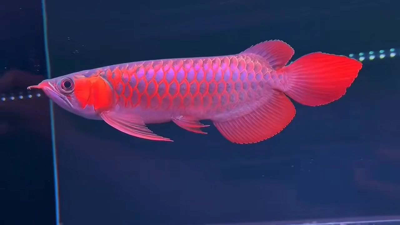 大鰭大尾35CM紅龍魚