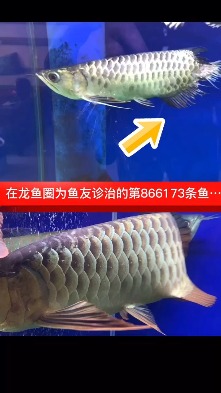 每日義診 觀賞魚論壇