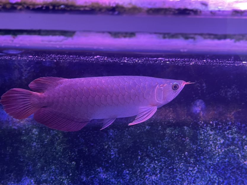 封缸微掉眼27cm 觀賞魚論壇 第5張