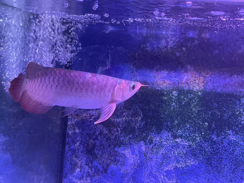 封缸微掉眼27cm 觀賞魚論壇 第7張