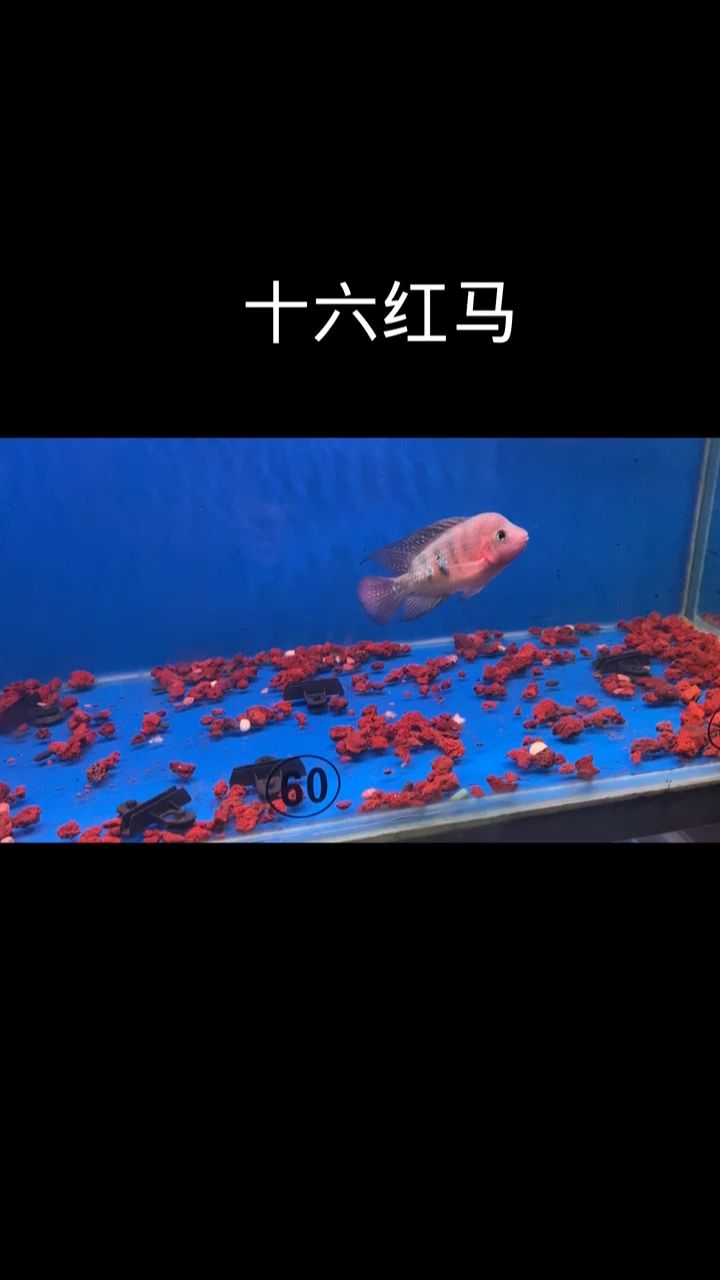 泰國進(jìn)口紅馬羅漢魚、 觀賞魚論壇